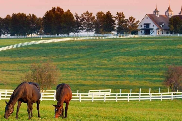 KY Lexington